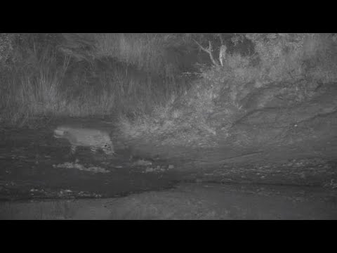 Djuma: Leopard-Molwati male on a mission - 02:01 - 06/21/20