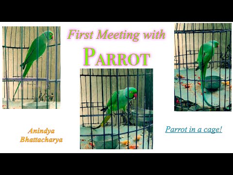 A Close up shot to a Parrot 🦜 in Cage! See how she reacts on my first meeting with her!