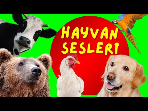 Hayvanlar ve hayvan sesleri-Çocuklar için Türkçe okul öncesi #öğreticivideolar |Hayvanları tanıyalım
