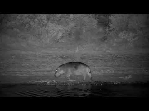 Djuma: Hippo doing some barrel rolls before leaving - 20:46 - 10/25/2022