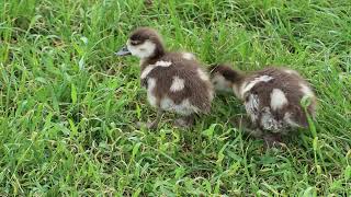 Nilgans mit Nachwuchs - Bad Münster am Stein