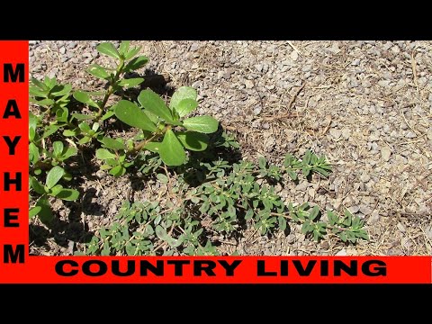 download lagu mp3 mp4 Difference Between Purslane And Spurge, download lagu Difference Between Purslane And Spurge gratis, unduh video klip Difference Between Purslane And Spurge