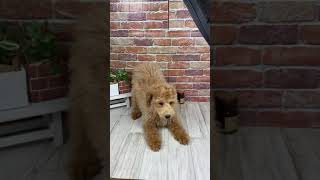 ハーフ犬の動画03