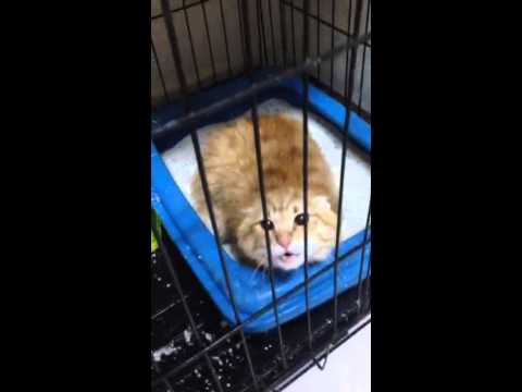 Cat Goes Mad After Being Spayed