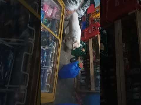 aldous mhilig s ice cream