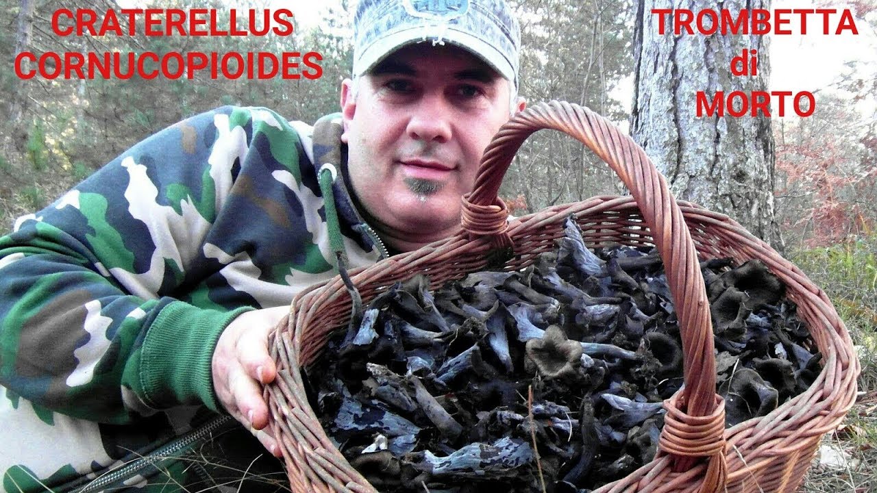 Craterellus cornucopioides (trombetta di morto) MACINETOR
