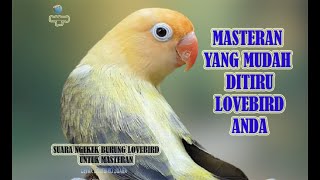 Download lagu SUARA BURUNG LOVEBIRD NGETIK NGEKEK PANJANG COCOK UNTUK MASTERAN mp3