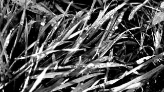 Scott Kelly - The Sun Is Dreaming In The Soul