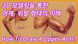8. 3D 모델링을 통한 어깨와 위팔 형태의 이해(How To Draw A Upper Arm) - 오쌤인체해부학(Anatomy Teacher O)