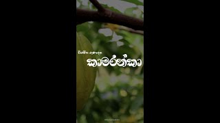 ලෙඩ රෝග ගනනාවකට විශ්මිත ගුණදෙන කාමරන්කා - Starfruit