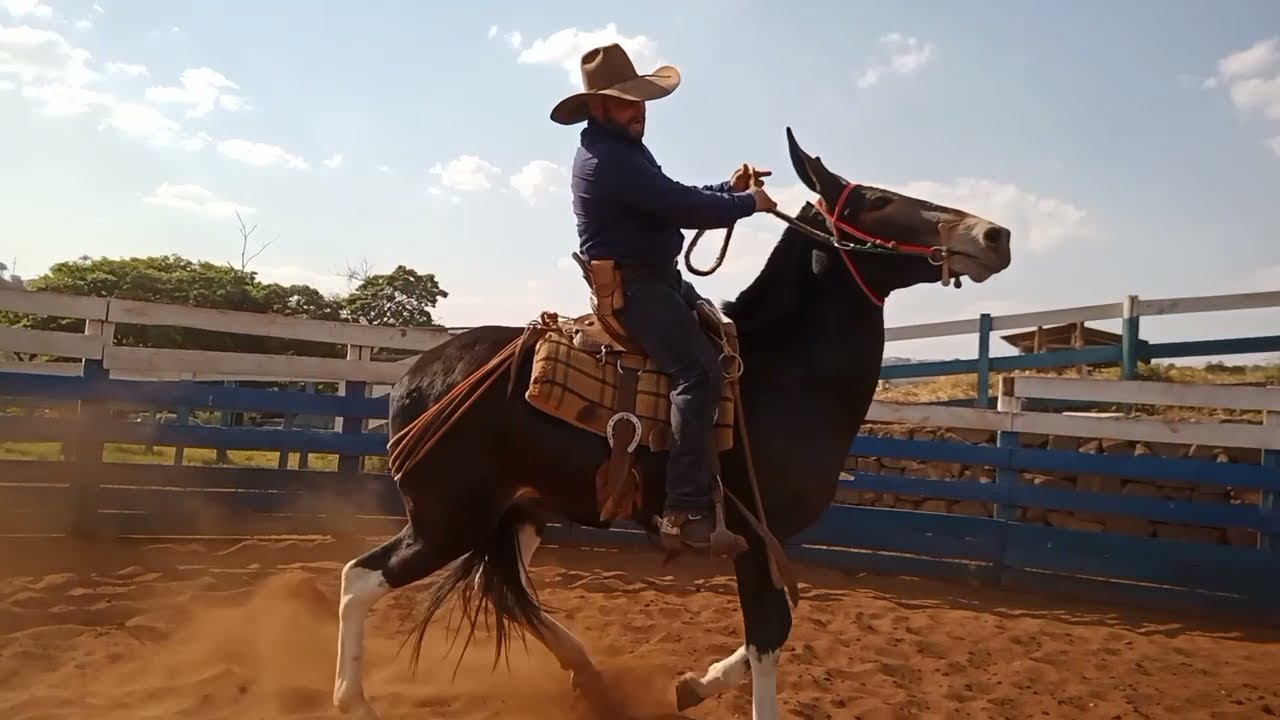 DOMA INTENSIVA DE MUARES! Flexionamento para andamento(parte1)