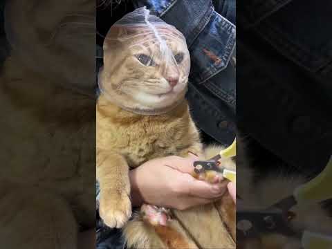 Different ways to trim your catsnails#cat#funnyvideos #fyp #catsoftiktok