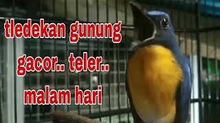 Download lagu pancingan tledekan gunung gacor 100% auto tarung mp3 Download lagu pancingan tledekan gunung gacor 100% auto tarung mp3