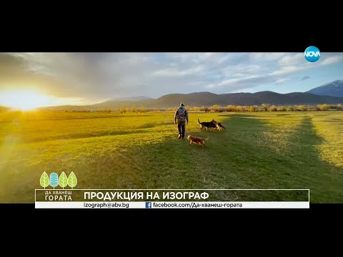 Да хванеш гората