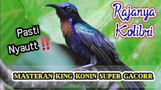 Download lagu Masteran King Konin Super Ganass‼️😱  suaranya mantap bgt mp3