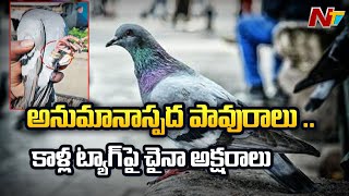 Locals Spot Suspicious Pigeons in Odisha and Prakasam District, Chinese Characters on Legs Tag