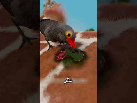 هذا الطائر لا يساعد الزرافة بل يشرب دمها! 😱🩸