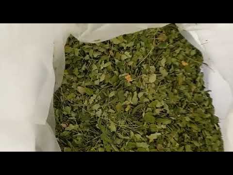 Natural Moringa Dry Leaf