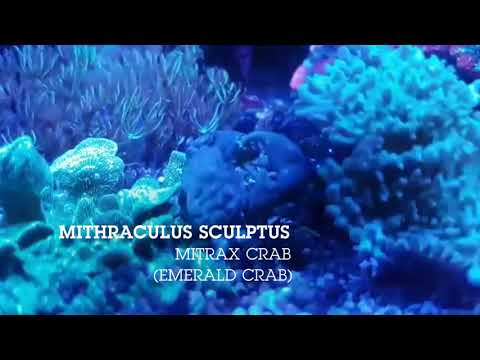Mitrax crab (Mithraculus sculptus / Emerald crab)- Akwarium morskie- Aqua Polis Wałbrzych