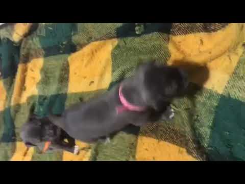 Cervato / Chula 2019 Female 4 PINK at 3.5 Weeks