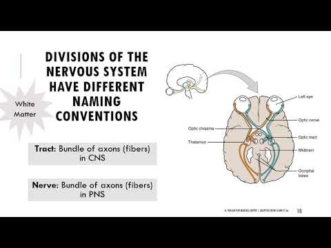 BIOL22: General Nervous System Physiology Lecture
