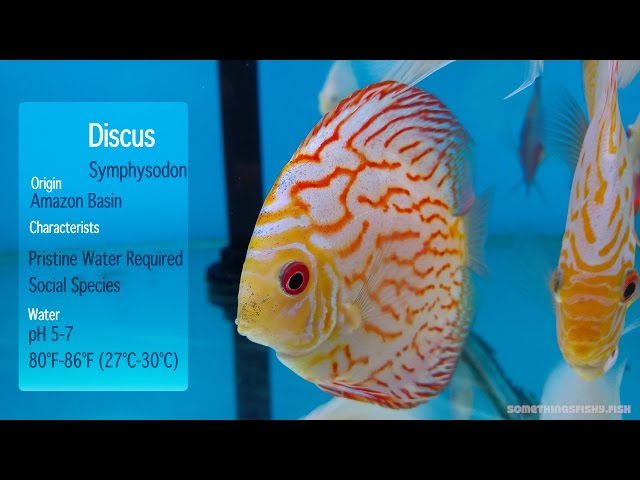 Discus Swimming in Aquarium - 4k!