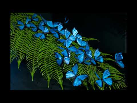 Duo SIMI – Jutro metuljev