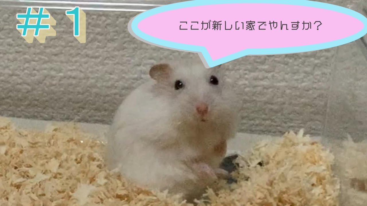 我が家にハムスターが来たので紹介します。【ジャンガリアンハムスター】