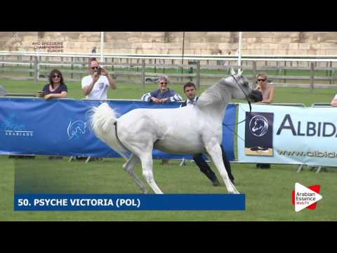 Chantilly 2016 ABCE - CLASS 5