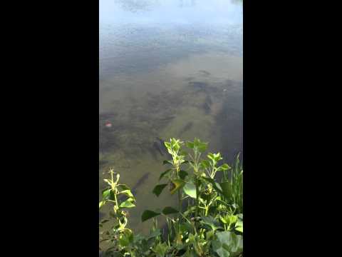 A large shoal of large Carp seen at Homersfield Lake recently.