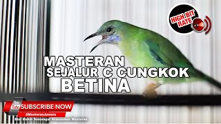 Download lagu #1 🔴 Masteran Necret Necret Cucak Cungkok Gacor Betina Spesial Sejalur❗️ mp3 Download lagu #1 🔴 Masteran Necret Necret Cucak Cungkok Gacor Betina Spesial Sejalur❗️ mp3