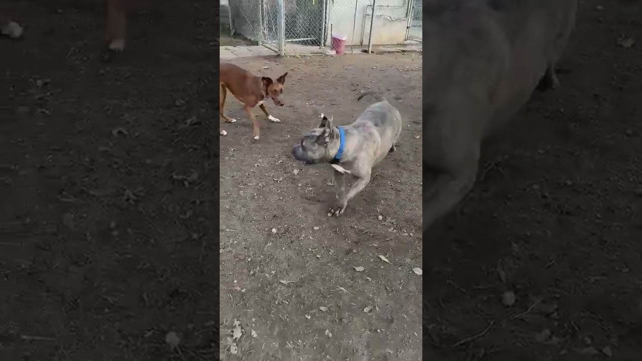 Enlarge Eeyore, a Adoptable Pit Bull Terrier in Fresno, CA video 3/6