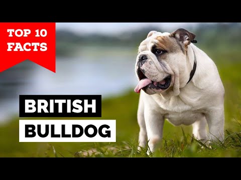 British Bulldog - Top 10 Facts
