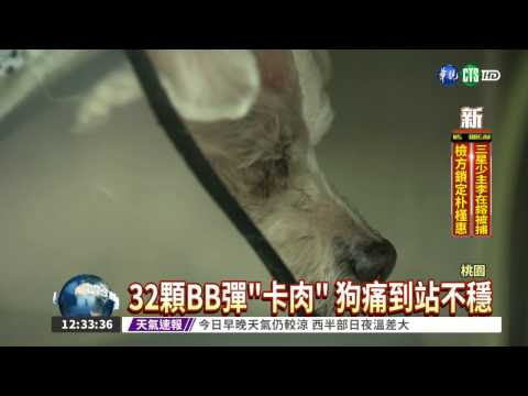 狗被射32顆BB彈 懸賞揪虐狗狂