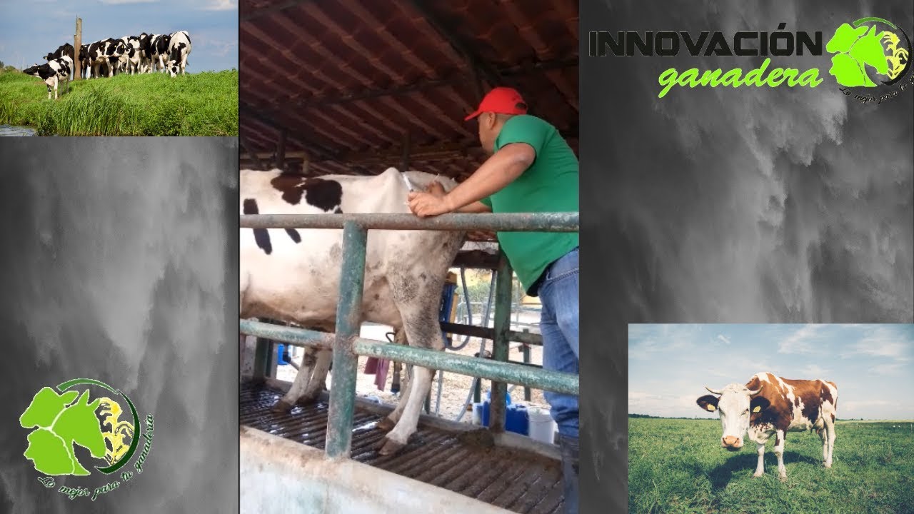 Manejo reproductivo planificado en Holstein