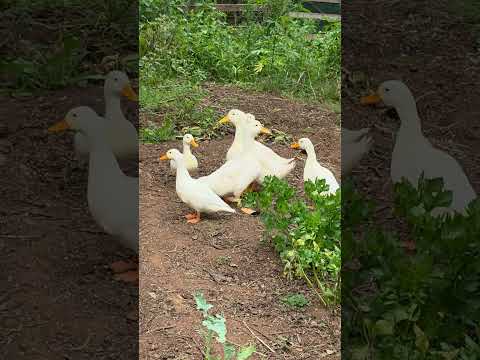Ducks: Homestead Heroes, Not Just Cute Animals