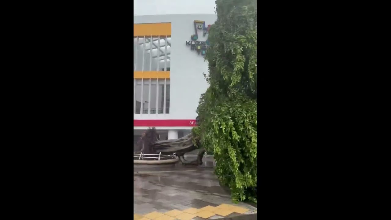 Typhoon Jangmi Batters Okinawa With Fierce Winds, Uproots Trees and Floods Streets || ViralHog