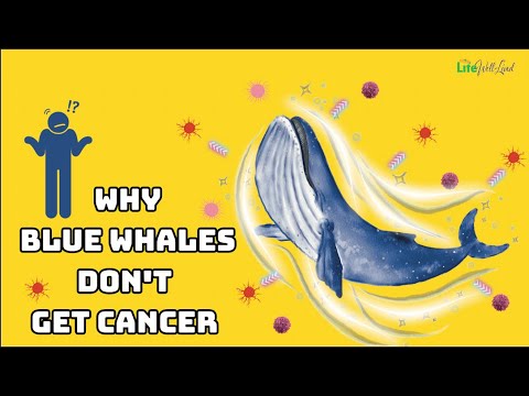 Why Blue Whales Don't Get Cancer?