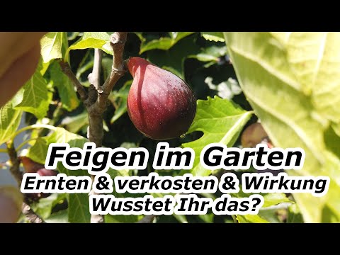 Feigen | Feigen ernten | Wann sind Feigen reif? | Sind Feigen gesund? | Feigenbaum im Topf