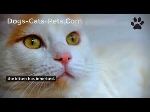 What Breeds of Cats Have Long White Fur & Light Blue Eyes