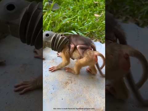 this box gets stuck in this monkey's mouth 😱