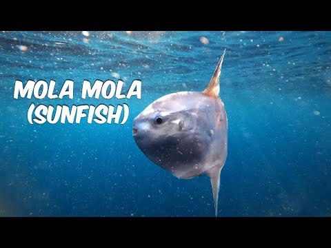 A quiet swim with Mola mola ocean sunfish, young and old