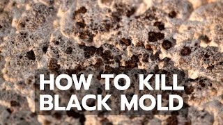 How to Kill Black Mold Safely & Forever