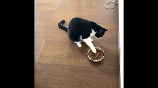 うちの猫のご飯の食べ方が…