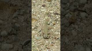 Zebra Tailed Lizard Gets The Wiggles #Shorts