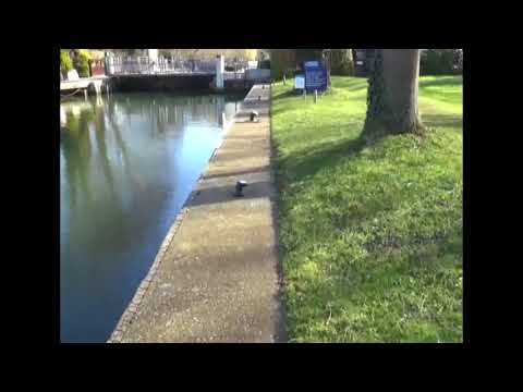 Devizes to Westminster - Shiplake Lock