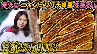 総額27万円！？希少なニホンミツバチのハチミツ採取【採蜜】