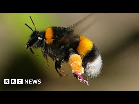 マルハナバチの遊び研究を報じるBBCニュースの解説映像