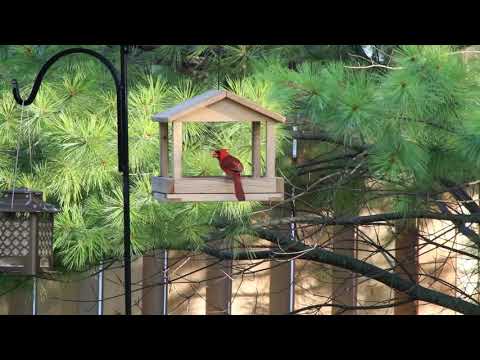 Stunning male northern cardinal on covered tray feeding on sunflower seed.