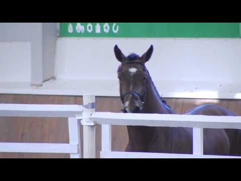 Diamant de Plaisir - Sosath (Freispringen)